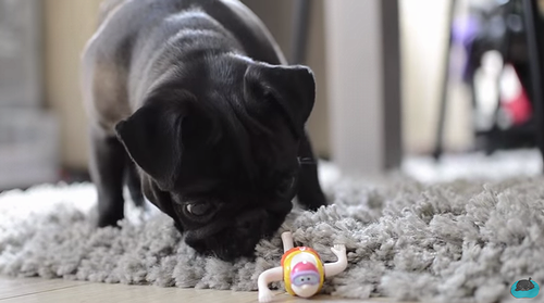 Pug_Finds_A_Swimming_Bath_Toy.png