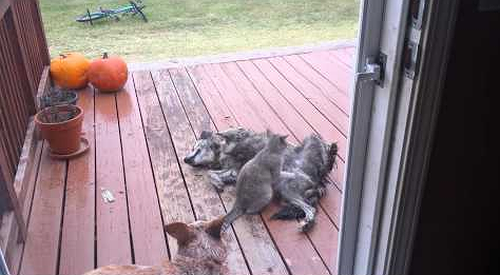 Cat_Gives_Dog_a_Massage.png