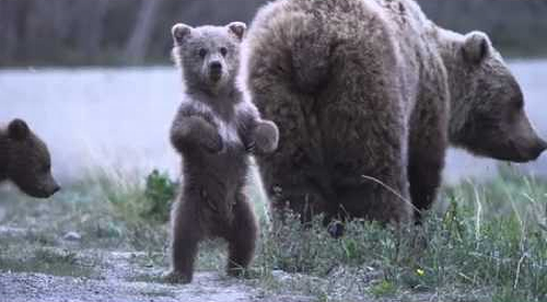 Dancing_Grizzly_Cub.png