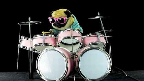 Dog_is_playing_drums.png