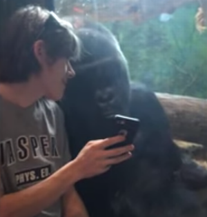 other_gorillas_on_his_phone.png
