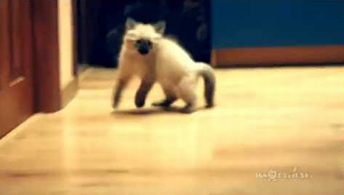 When_Cats_Attack.png