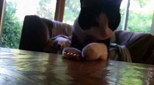 Kitten_overly_cautious_of_food_scraps.png