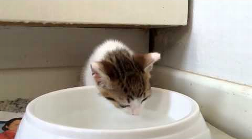 Kittens_first_attempt_at_drinking_water.png
