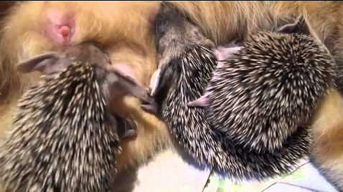 Mother_cat_adopts_orphaned_hedgehogs.png