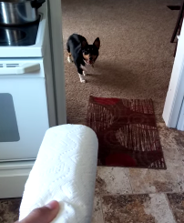 My_dog_is_scared_of_everything.png