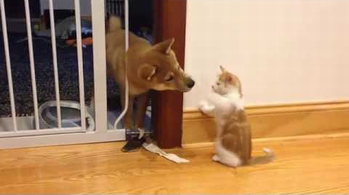 Cutest_puppy_and_kitten_fight.png