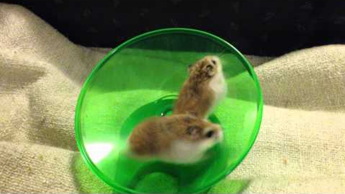Hamsters_Running_and_Spinning_On_Wheel.png