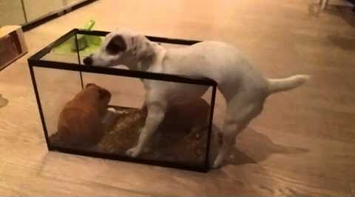 Funny_Jack_Russell.png