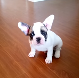 French_Bulldog_puppy_learning_to_scratch.png