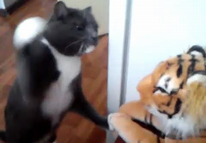 Cat_really_hates_this_tiger.png