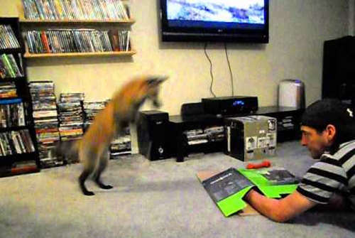 Loki_the_red_fox_pouncing_on_a box.png