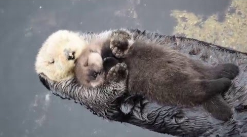 1_Day_Old_Sea_Otter_Trying_to_Sleep_on_Mom.png