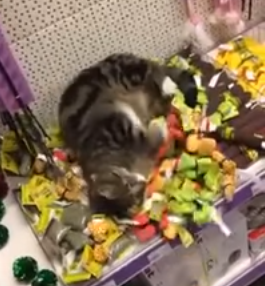 Lost_cat_rolling_around_in_catnip_toys.png