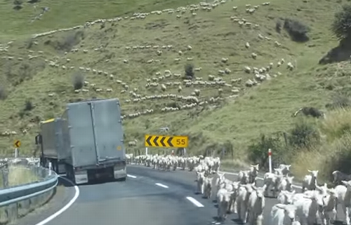 huge_flock_of_sheep.png