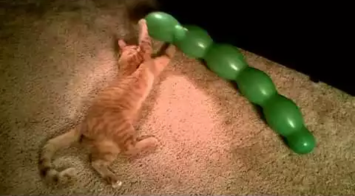 Cat_pops_balloon.png