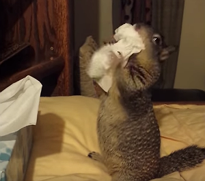 Squirrel_Stuffs_Tissues_into_Cheeks.png