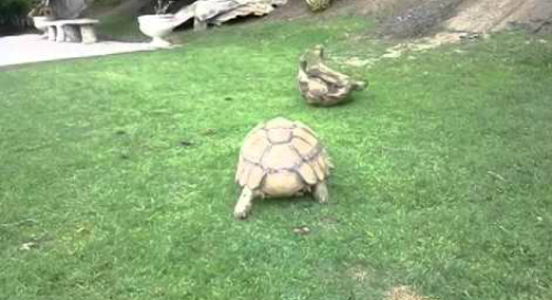tortoise_helps_a_friend.png
