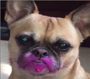 Small_Dog_Eats_Lipstick.png
