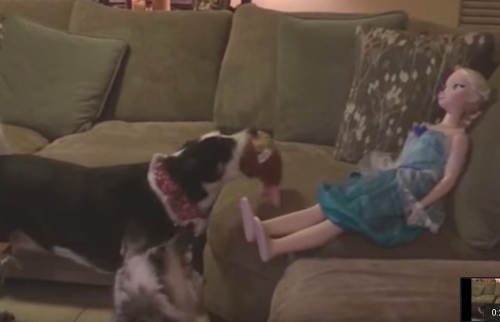 Dog_Tries_To_Play_Fetch_with_a_Doll.png