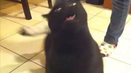 Cat_Sings_When_Back_is_Scratched.png