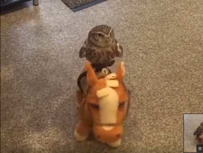 Owl_rides_on_horse_toy.png