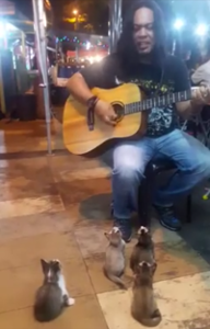 Street_Musician_Performs_for_Audience_of_Kittens.png