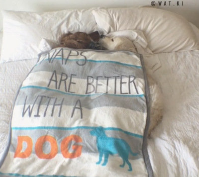 naps_are_better_with_a_dog.png