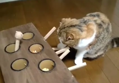 Ingenious_cat_toy.png