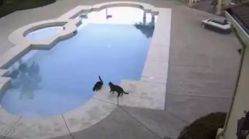 Cat_Pushes_Brother_into_Pool.png