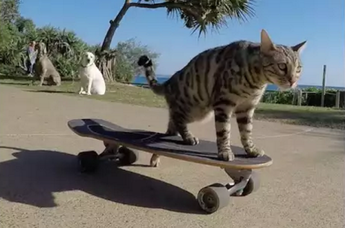 skateboard_cat.png