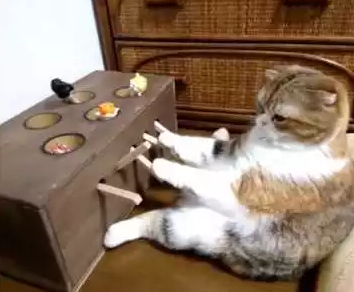 Cat_Plays_DIY_Whack-A-Mole_Game.png