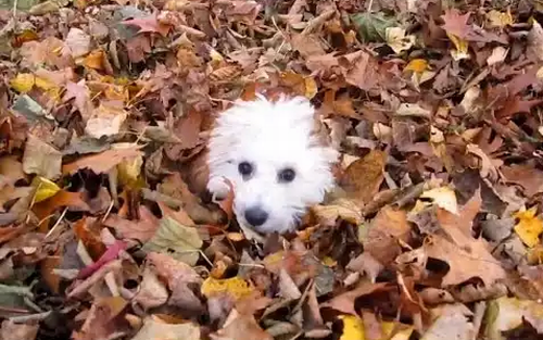 Puppies_Playing_in_Leaves.png