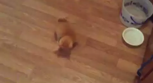 Kitten_Tries_to_Catch_Shadow.png
