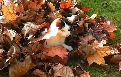 Cats_Playing_in_Leaves_Compilation.png