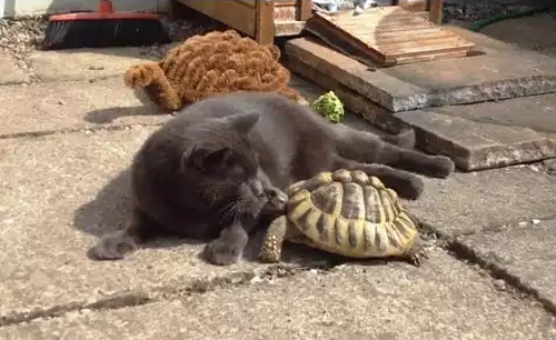 cat_vs_Tortoises.png