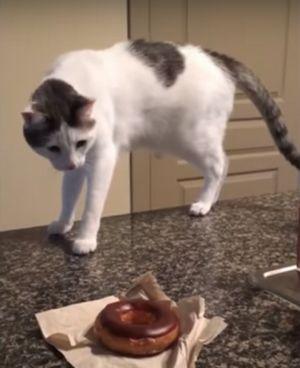 cat_vs_donut.jpg