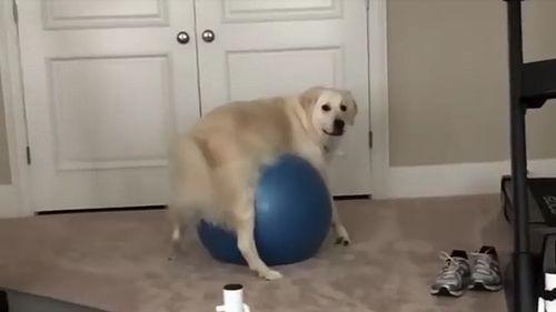 Doggo_Gets_Stuck_On_Exercise_Ball.jpg