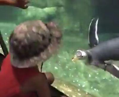 Penguin_Plays_With_Kid_at_Zoo.jpg