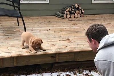 Puppy_learning_the_big_bad_step.jpg
