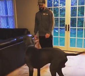 Great_Dane_Does_Lunges_With_His_Human.jpg