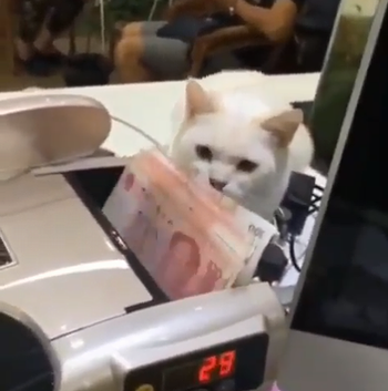 Cats_steal_the_bill.png