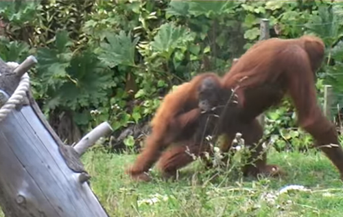 baby_Orangutan_tries_to_escape_from_its_mother.png