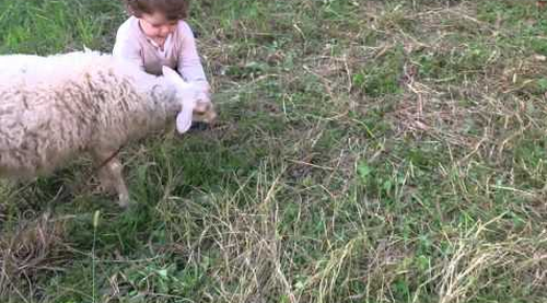 baby_and_sheep.png