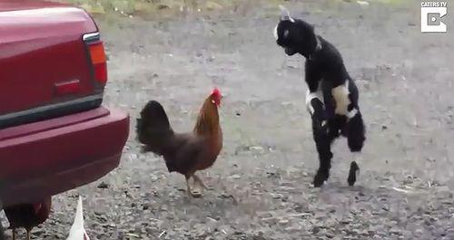 baby_goat_vs_chicken.jpg