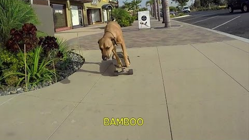 bamboo_the_dog.png