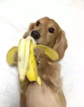 banana_vs_dog.png