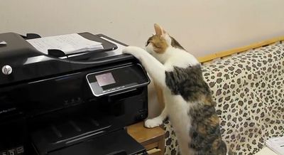cat_and_printer_02.jpg