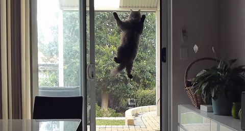 cat_onto_security_door.jpg