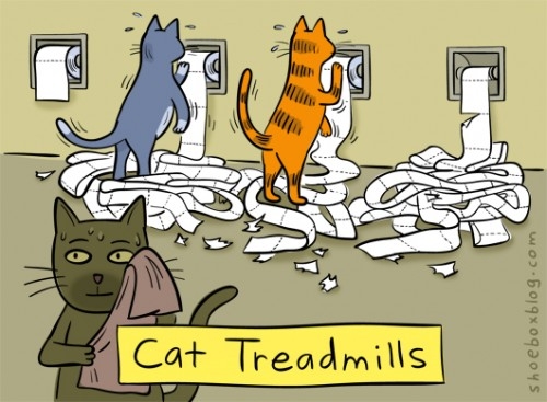 cat_treadmill.jpg